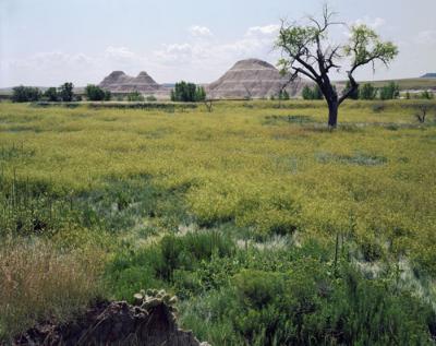 Land Form by Michael Farrell